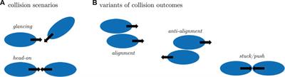 From Single to Collective Motion of Social Amoebae: A Computational Study of Interacting Cells